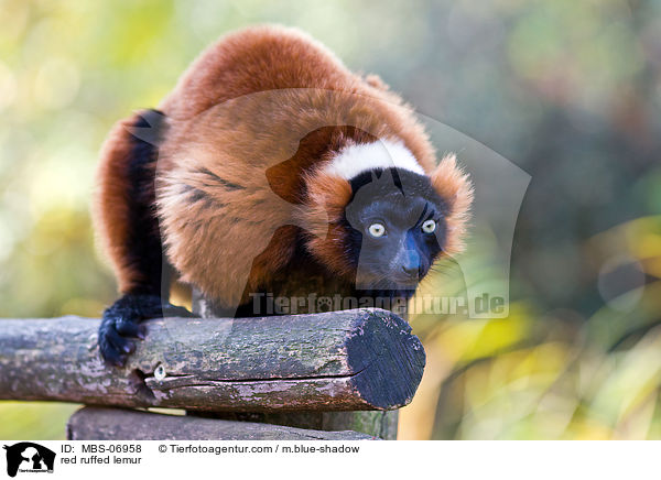 Roter Vari / red ruffed lemur / MBS-06958