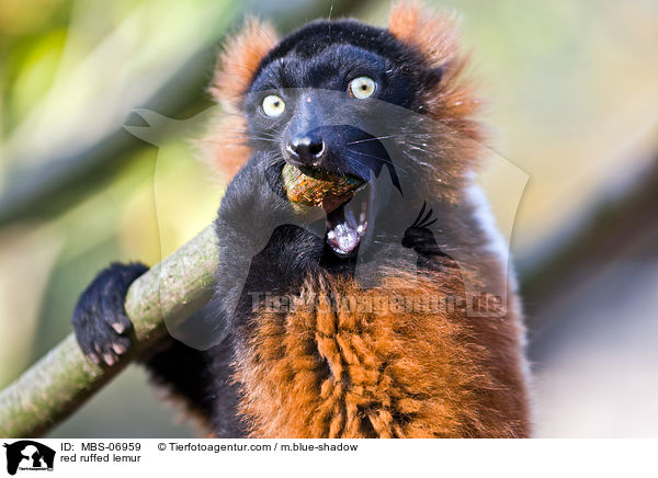 Roter Vari / red ruffed lemur / MBS-06959