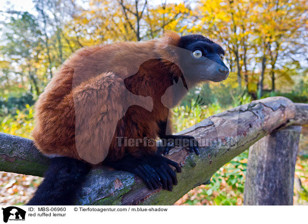 Roter Vari / red ruffed lemur / MBS-06960