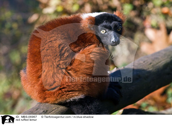 Roter Vari / red ruffed lemur / MBS-06967