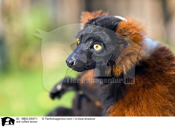 red ruffed lemur / MBS-06971