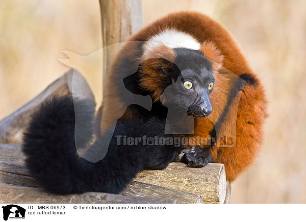 Roter Vari / red ruffed lemur / MBS-06973