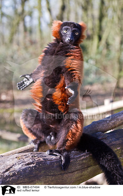 red ruffed lemur / MBS-07494