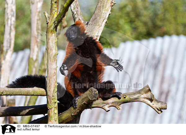 red ruffed lemur / MBS-07497