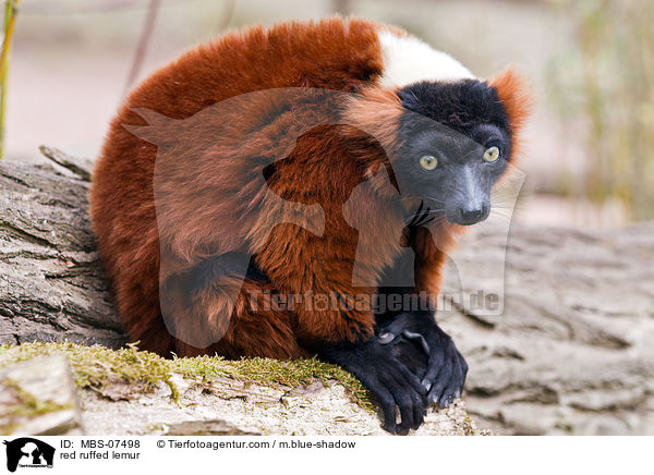red ruffed lemur / MBS-07498