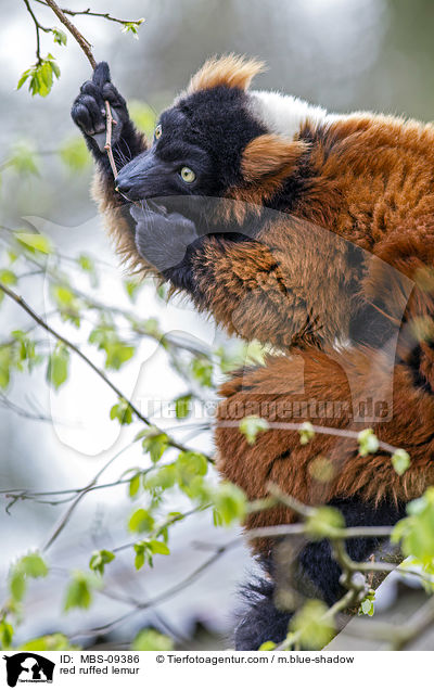 Roter Vari / red ruffed lemur / MBS-09386