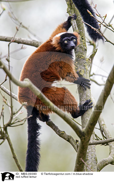 Roter Vari / red ruffed lemur / MBS-09390