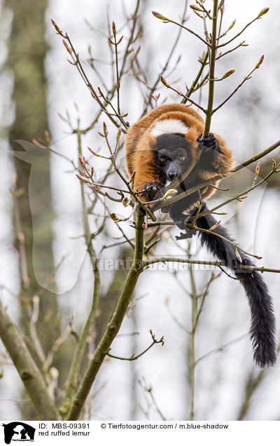 Roter Vari / red ruffed lemur / MBS-09391