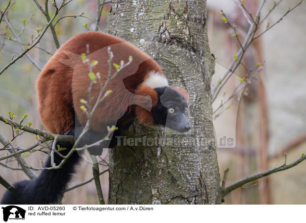 red ruffed lemur / AVD-05260