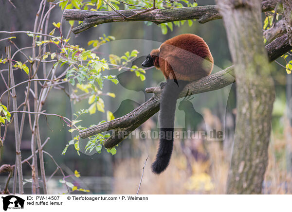 red ruffed lemur / PW-14507