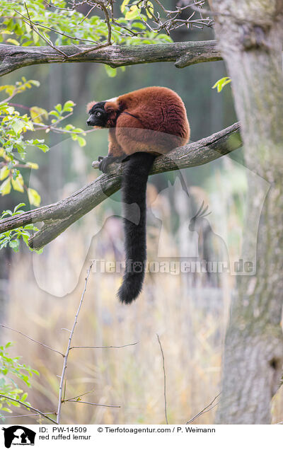 Roter Vari / red ruffed lemur / PW-14509