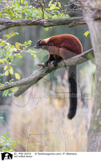 red ruffed lemur / PW-14510