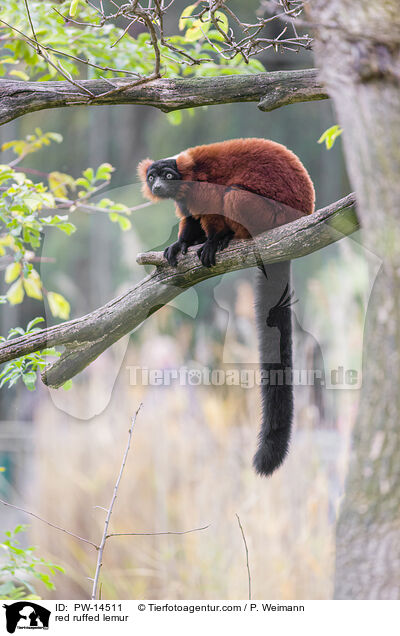 red ruffed lemur / PW-14511