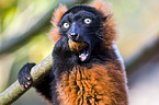 red ruffed lemur