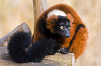 red ruffed lemur