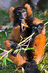 red ruffed lemur