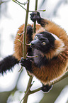 red ruffed lemur