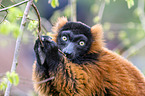 red ruffed lemur