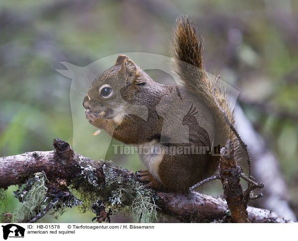 american red squirrel / HB-01578