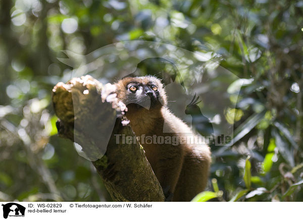 Rotbauchmaki / red-bellied lemur / WS-02829