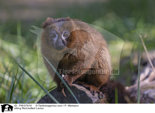 sitting Red-bellied Lemur / PW-07816