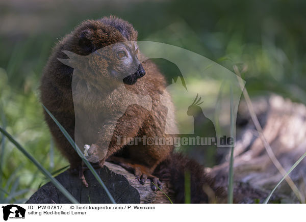 sitting Red-bellied Lemur / PW-07817