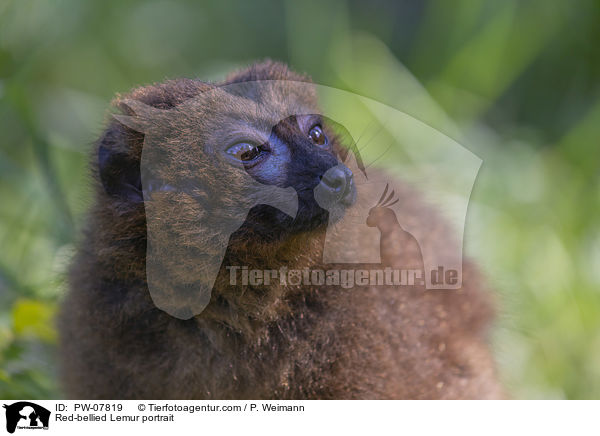 Red-bellied Lemur portrait / PW-07819
