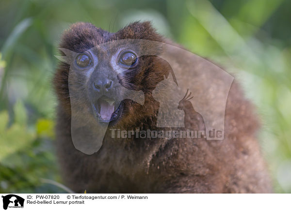 Red-bellied Lemur portrait / PW-07820