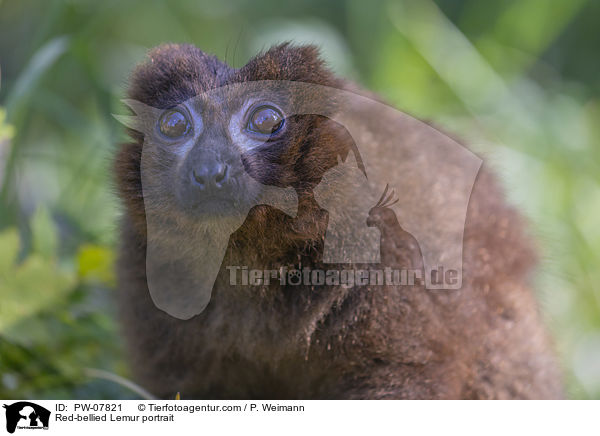 Rotbauchmaki Portrait / Red-bellied Lemur portrait / PW-07821