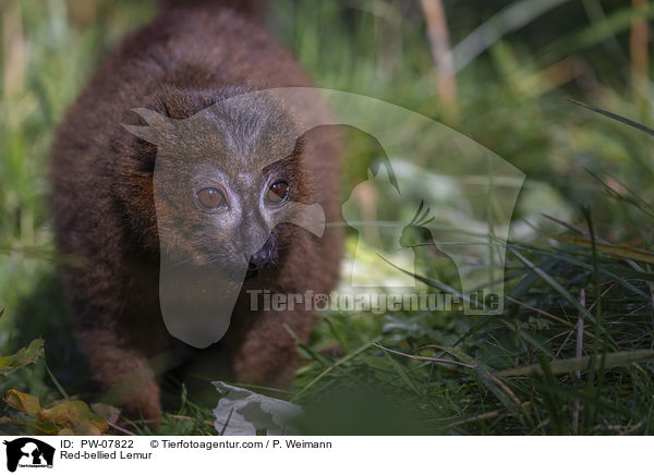 Rotbauchmaki / Red-bellied Lemur / PW-07822