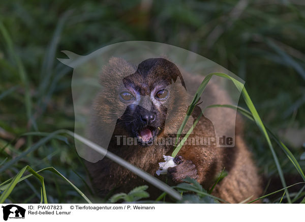 Red-bellied Lemur / PW-07823