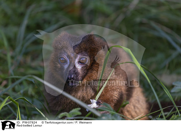 Rotbauchmaki / Red-bellied Lemur / PW-07824