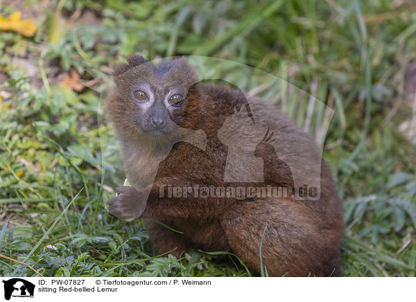 sitting Red-bellied Lemur / PW-07827