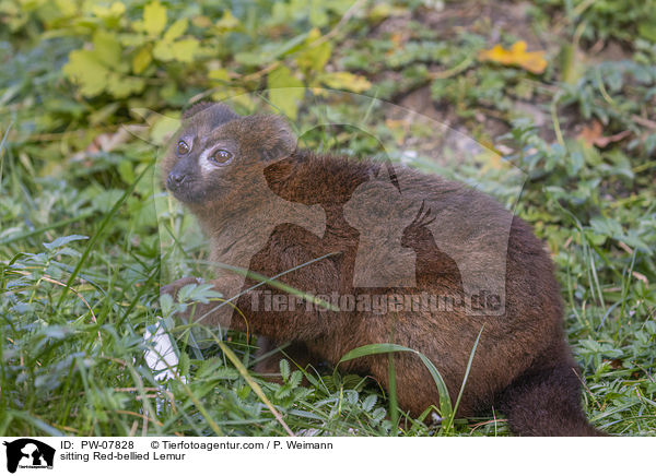 sitting Red-bellied Lemur / PW-07828