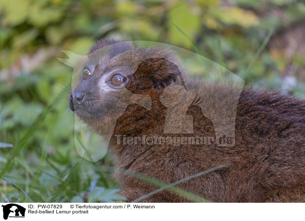 Red-bellied Lemur portrait / PW-07829