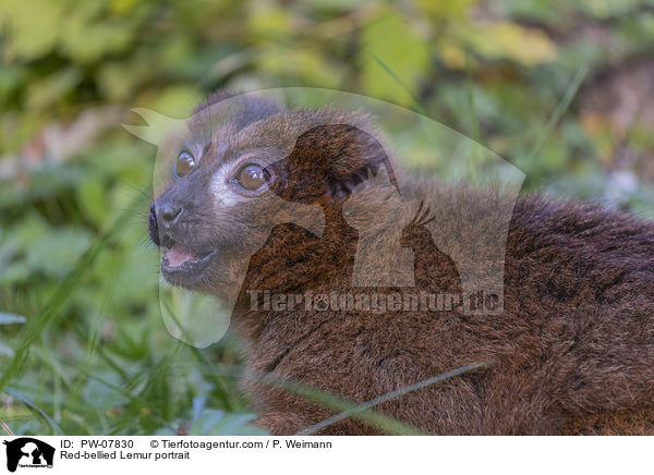 Red-bellied Lemur portrait / PW-07830