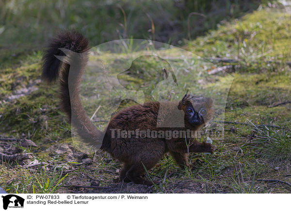 standing Red-bellied Lemur / PW-07833