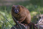 sitting Red-bellied Lemur