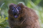 Red-bellied Lemur portrait