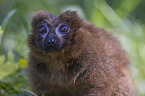 Red-bellied Lemur portrait