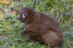 sitting Red-bellied Lemur