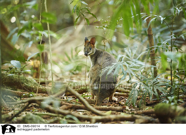 red-legged pademelon / DMS-09014