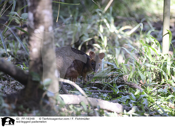 Rotbeinfilander / red-legged pademelon / FF-16348