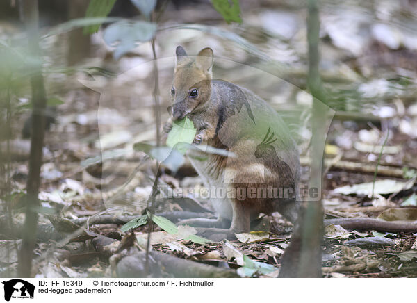 Rotbeinfilander / red-legged pademelon / FF-16349