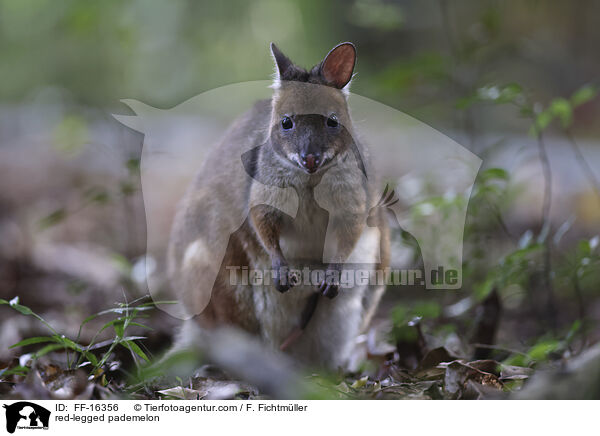 Rotbeinfilander / red-legged pademelon / FF-16356