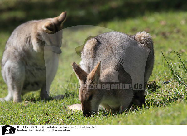 Red-necked Wallaby on the meadow / FF-08863