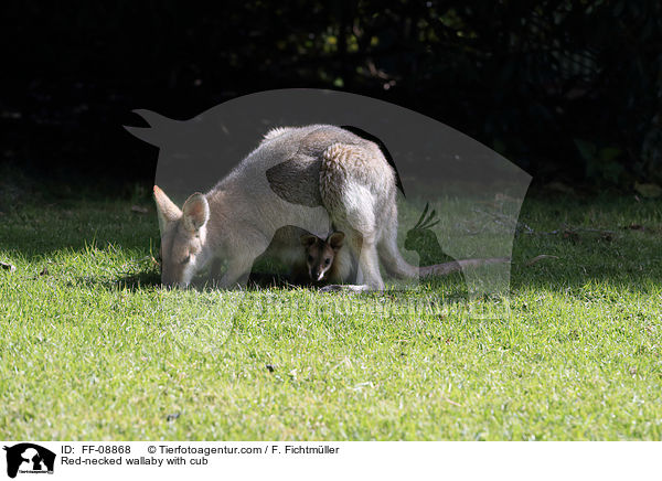 Red-necked wallaby with cub / FF-08868