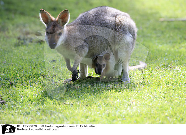 Red-necked wallaby with cub / FF-08870