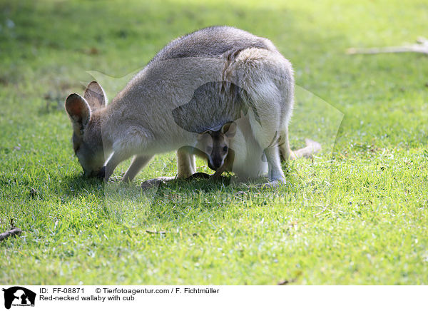 Rotnackenwallaby mit Jungtier / Red-necked wallaby with cub / FF-08871