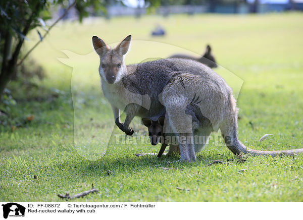 Red-necked wallaby with cub / FF-08872